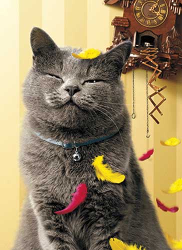 Chat et horloge coucou Impossible...