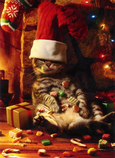 Chat bonbons: Réjouissances