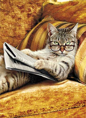 Chat journal - La vie n'est qu'une longue