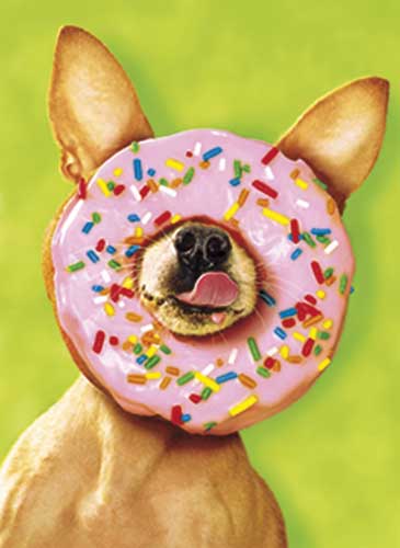 Chihuahua beigne rose Bon anniversaire!