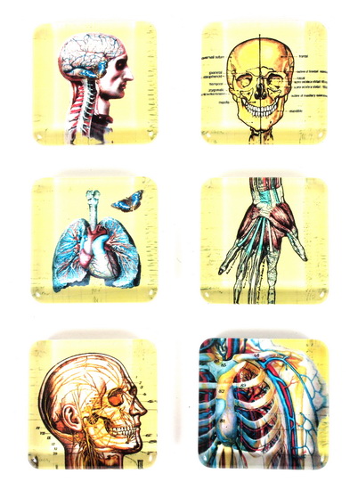 Ens. 6 aimants Anatomie - SQUARE ANATOMY MAGNETS SET OF 6.