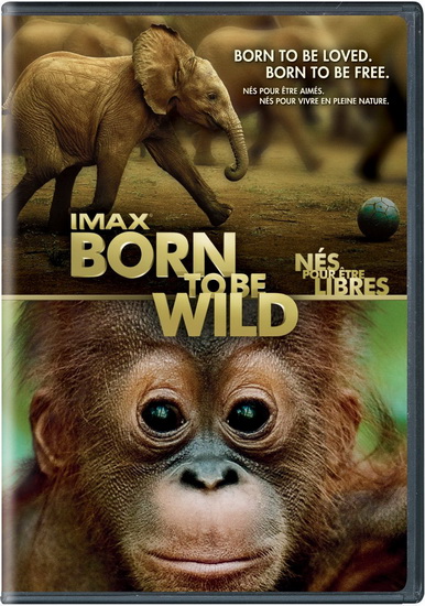Born To Be Wild - LICKLEY DAVID