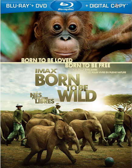 Born To Be Wild (+DVD) - LICKLEY DAVID
