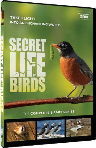 Secret Life Of Birds 5 Part Series - 