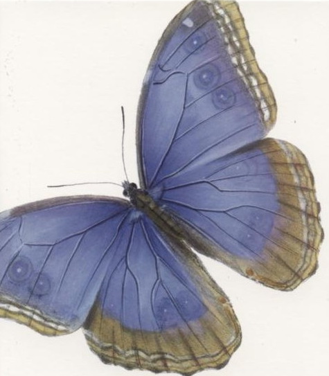 Papillon