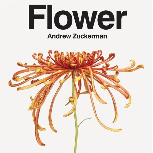Flower - ANDREW ZUCKERMAN