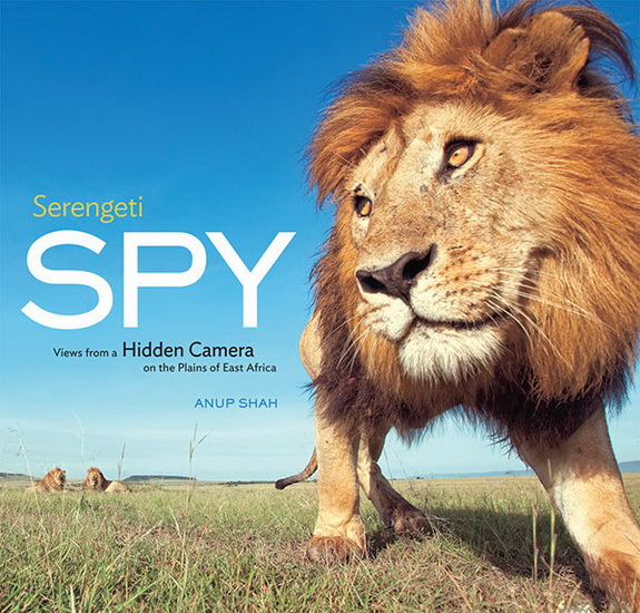 Serengeti spy: Views from a hidden camera on the plains of East Africa - SHAHM ANUP