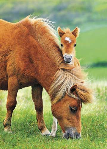 Poney Et Son Bebe Books Renaud Bray