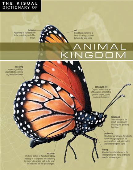 The Visual Dictionary of Animal Kingdom - ARIANE ARCHAMBAULT - JEAN-CLAUDE CORBEIL