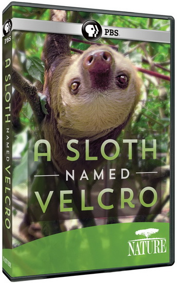 A Sloth Named Velcro