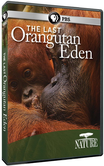 Nature: The Last Orangutan Eden
