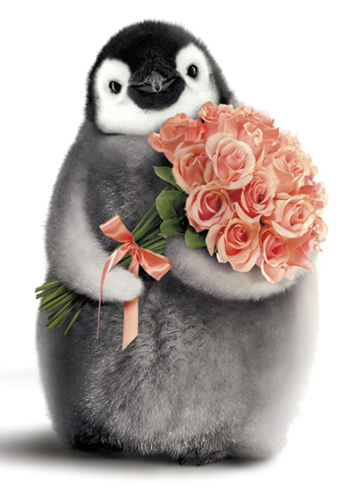 Bebe Pingouin Avec Bouquet Joyeux Anniversaire Sacs Cadeaux Et Cartes De Souhaits Cadeaux Renaud Bray Com Livres Cadeaux Jeux