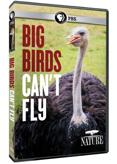 Nature: Big Birds Cant Fly