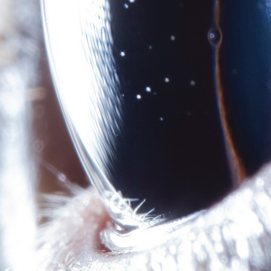 Third Law (2Vinyl) - ROLY PORTER