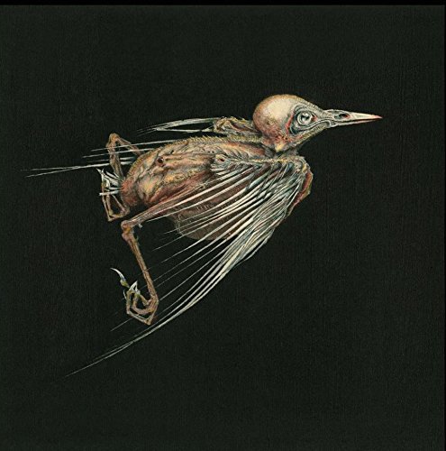 Meshes of Voice - JENNY HVAL & SUSANNA