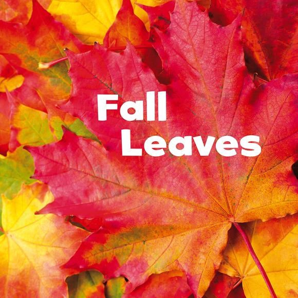 Leaves - ERIKA L SHORES