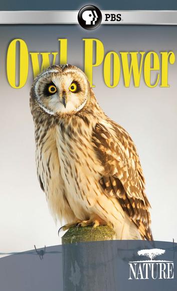 NATURE - Owl Power