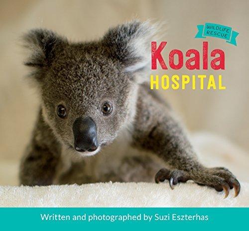 Koala hospital - SUZI ESZTERHAS