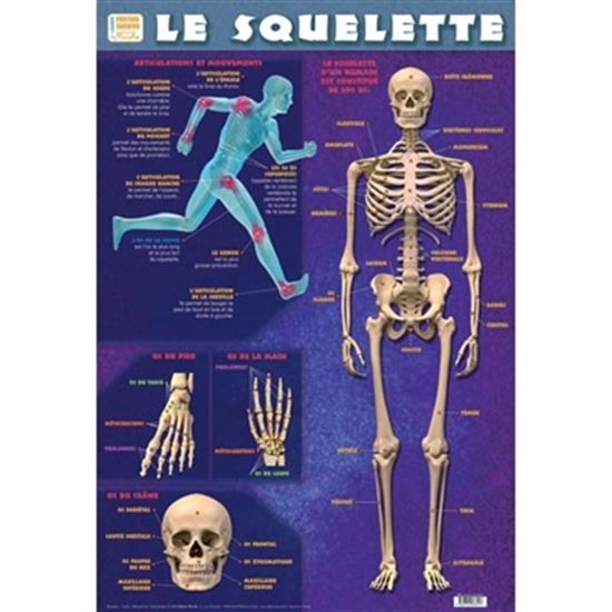 Le Squelette - COLLECTIF