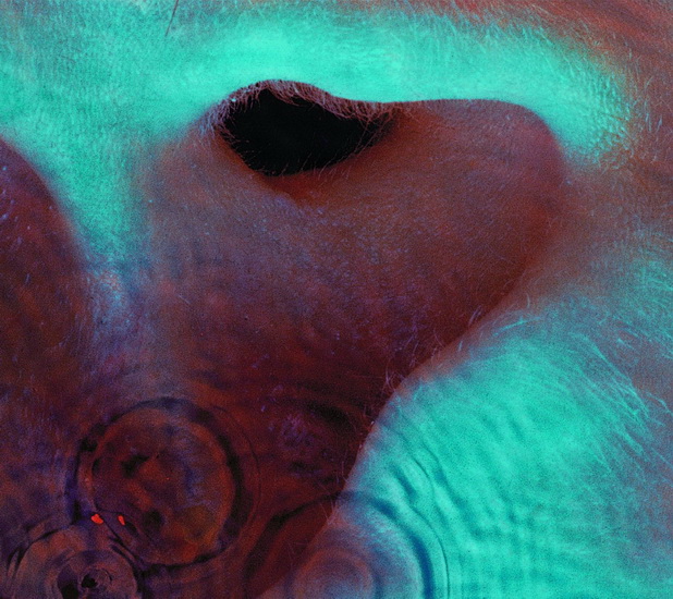 Meddle (Vinyl) - PINK FLOYD