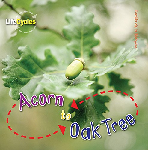 Acorn to Oak Tree - CAMILLA DE LA BEDOYERE
