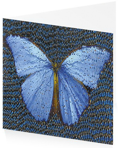 Mach: papillon monarque