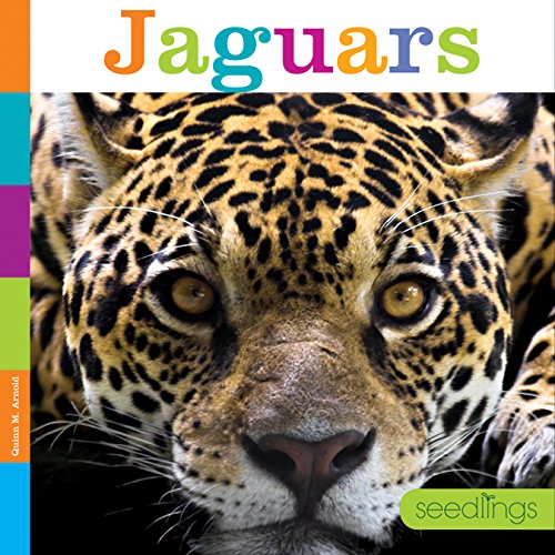 Jaguars - QUINN M ARNOLD