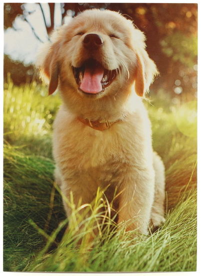 Murder on The Orient Express (Le crime de l&#39;Orient-Express) (4K+Blu-Ray) - BRANAGH KENNETH