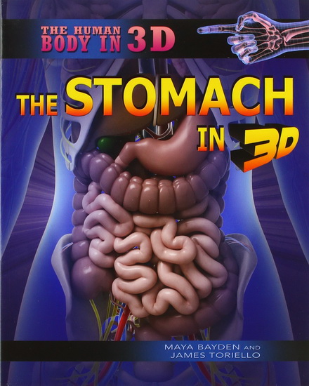 The Stomach in 3D - MAYA BAYDEN - JAMES TORIELLO