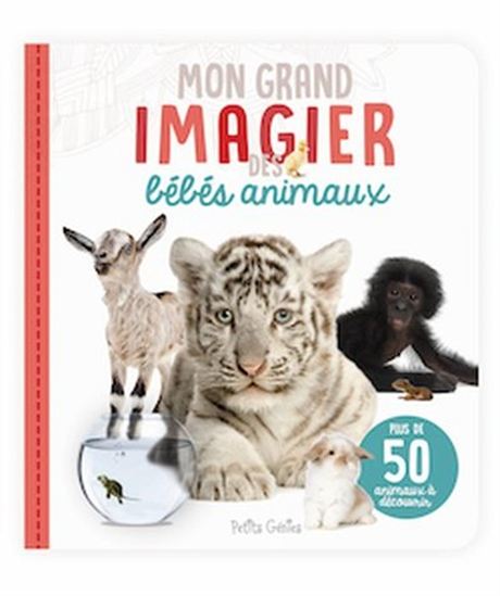 Collectif Mon Grand Imagier Des Bebes Animaux Abecedaires Vocabulaires Livres Renaud Bray Com Livres Cadeaux Jeux