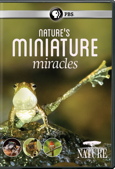 Nature : Nature'S Miniature Miracles - NATURE