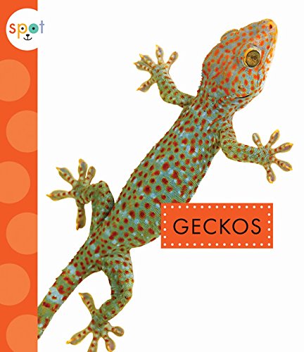 Geckos - RACHEL BACH