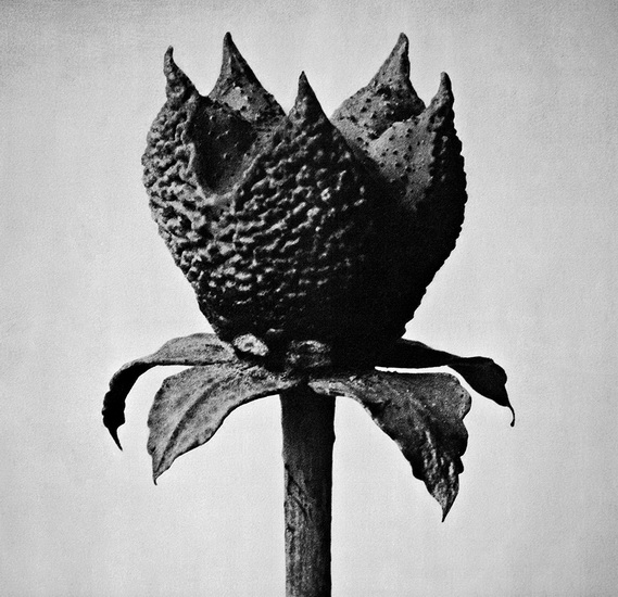 Book Of Life - MASAYOSHI FUJITA