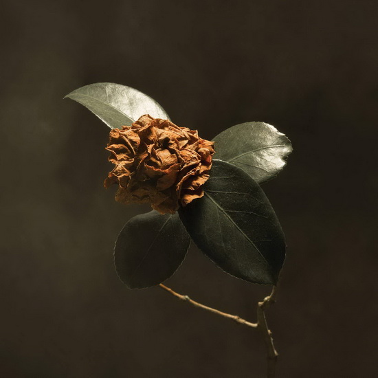 Young Sick Camellia - ST. PAUL & THE BROKEN BONES