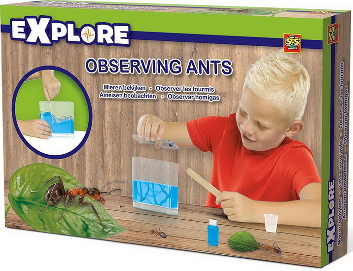 Observer les fourmis