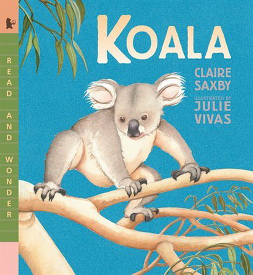 Koala - CLAIRE SAXBY