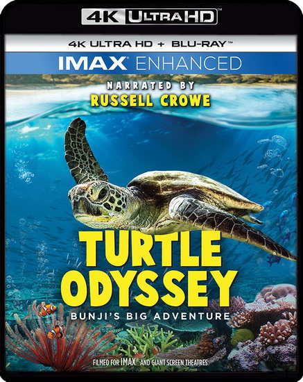 Turtle Odyssey (4K+Blu-Ray) - MAZZOTTI CASPAR - PHELAN PAUL