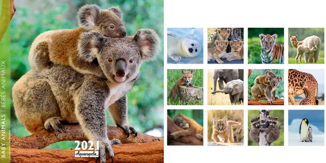 Calendrier 21 Bebes Animaux 30x30cm Livres Renaud Bray Com Livres Cadeaux Jeux