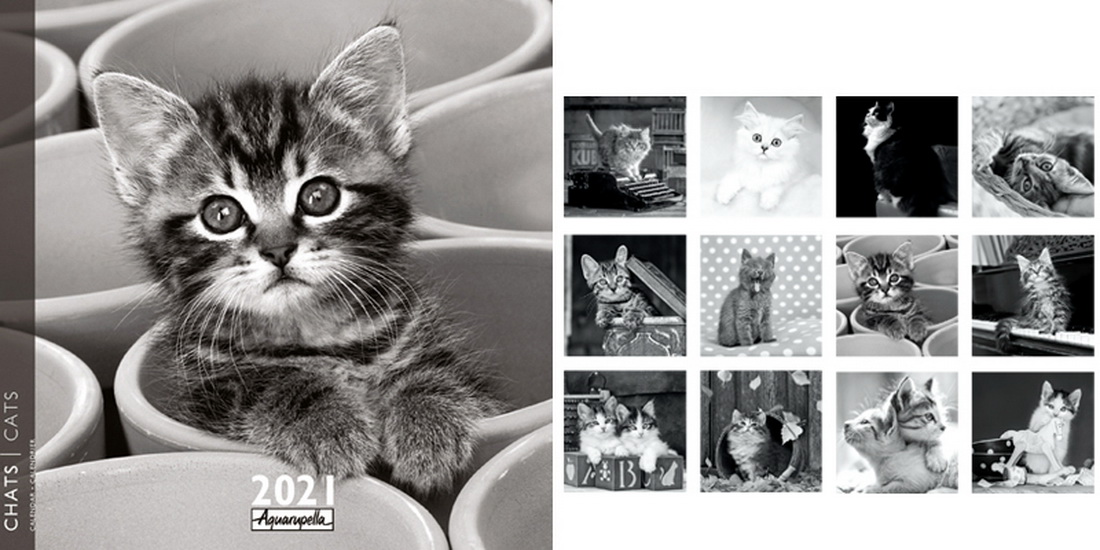 Calendrier 21 Chats Noir Blanc 30x30cm Calendriers Livres Renaud Bray Com Livres Cadeaux Jeux