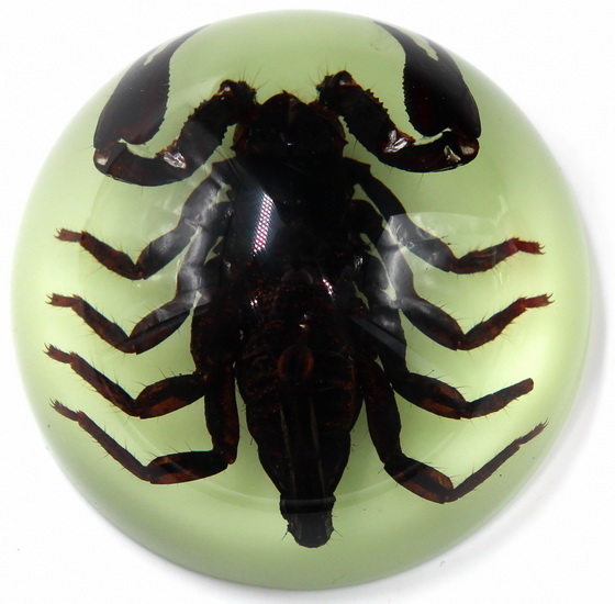 Presse-papier brille dans le noir scorpion noir