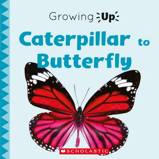 Caterpillar to Butterfly - STEPHANIE FITZGERALD