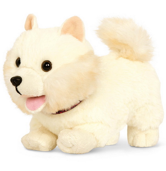 Chiot Poméranien