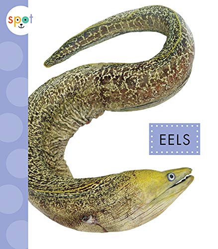 Eels - MARI SCHUH