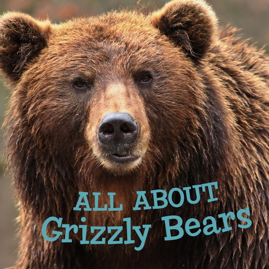 All about Grizzly Bears - JORDAN HOFFMAN