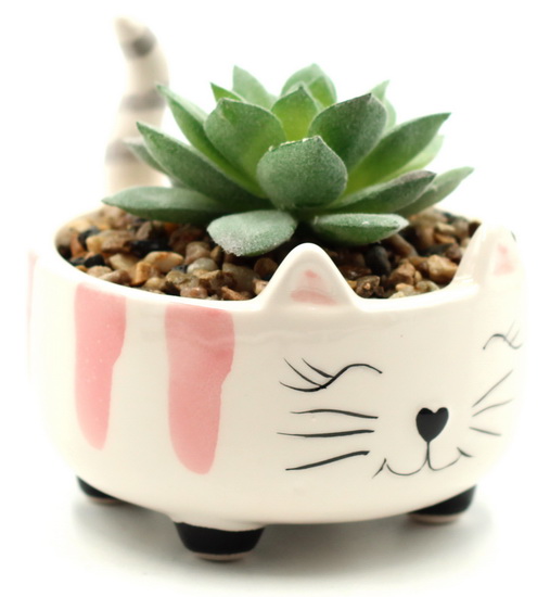 Plante en pot Chat