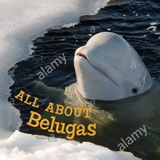 All about Belugas - JORDAN HOFFMAN
