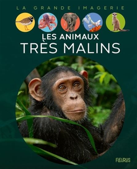 Les Animaux très malins N. éd. - SABINE BOCCADOR & AL