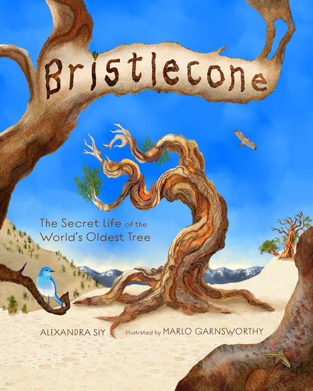 Bristlecone - ALEXANDRA SIY - MARLO GARNSWORTHY