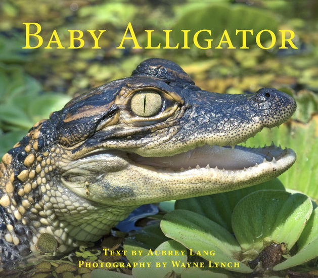 Baby Alligator - WAYNE LYNCH - AUBREY LANG