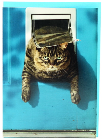 Chat coincé "Peut-être que le deuxième morceau de gâteau n'etait pas la meilleure idée. Bonne fete!